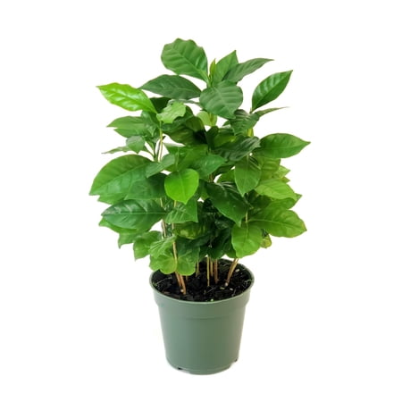 4 in. Coffea Arabica Plant in Grower Container (3-Pack)
