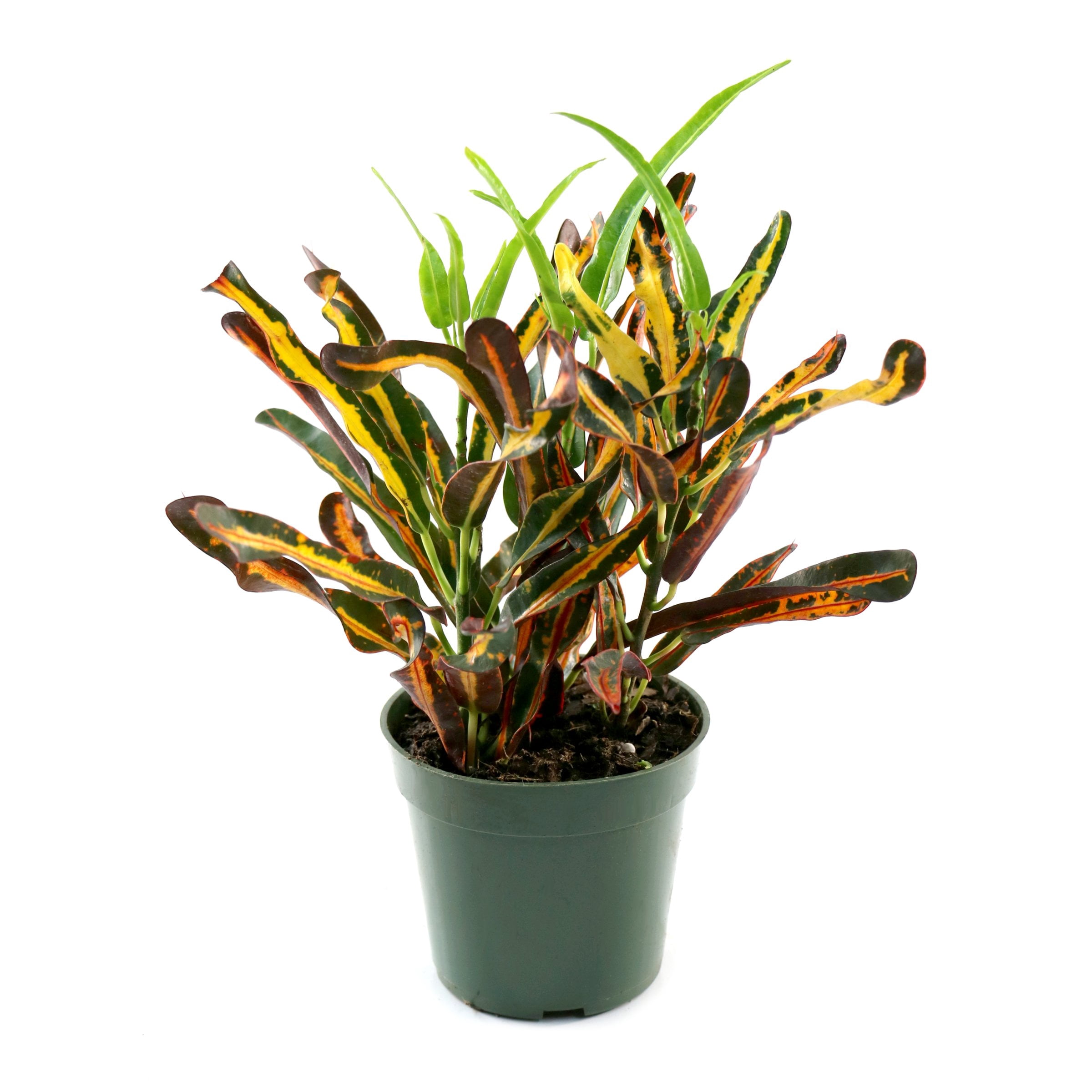 4 in. Croton Red Banana Plant in Grower Container (3-Pack)