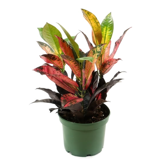 4 in. Croton Red Iceton Plant in Grower Container (3-Pack)