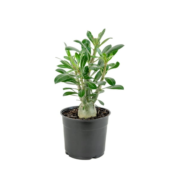 4 in Desert Rose Live Houseplant with Bright Indirect Sunlight - 3 Piece