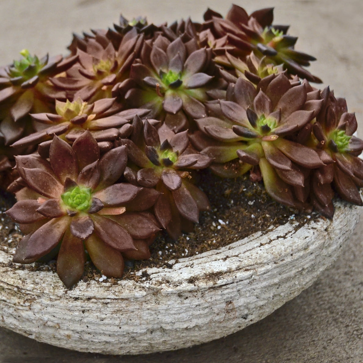 4 in. Echeveria Serrana Live Succulent Plant with Bright Indirect Sun (3-Pack)