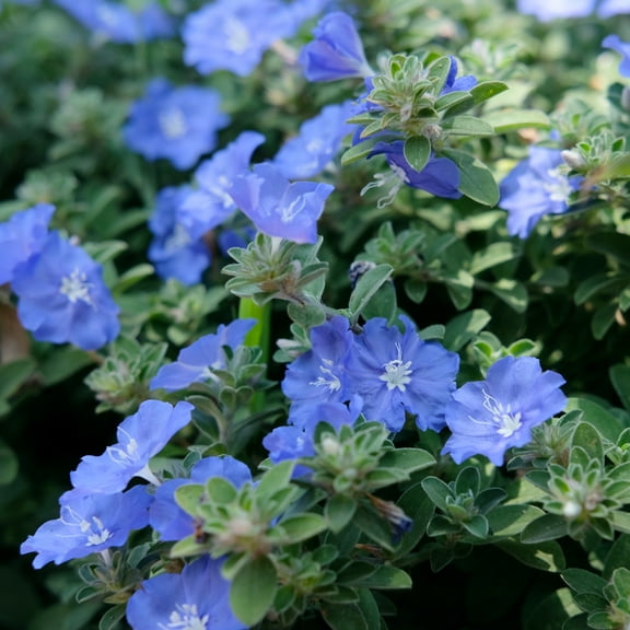 4 in. Evolvulus Beach Bum Blue Live Annual with Full Sun in Grower Containers - 3 Piece