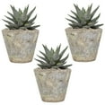 thumbnail image 1 of 4 in. Haworthia in Decorative Stone Container (3-Pack), 1 of 5
