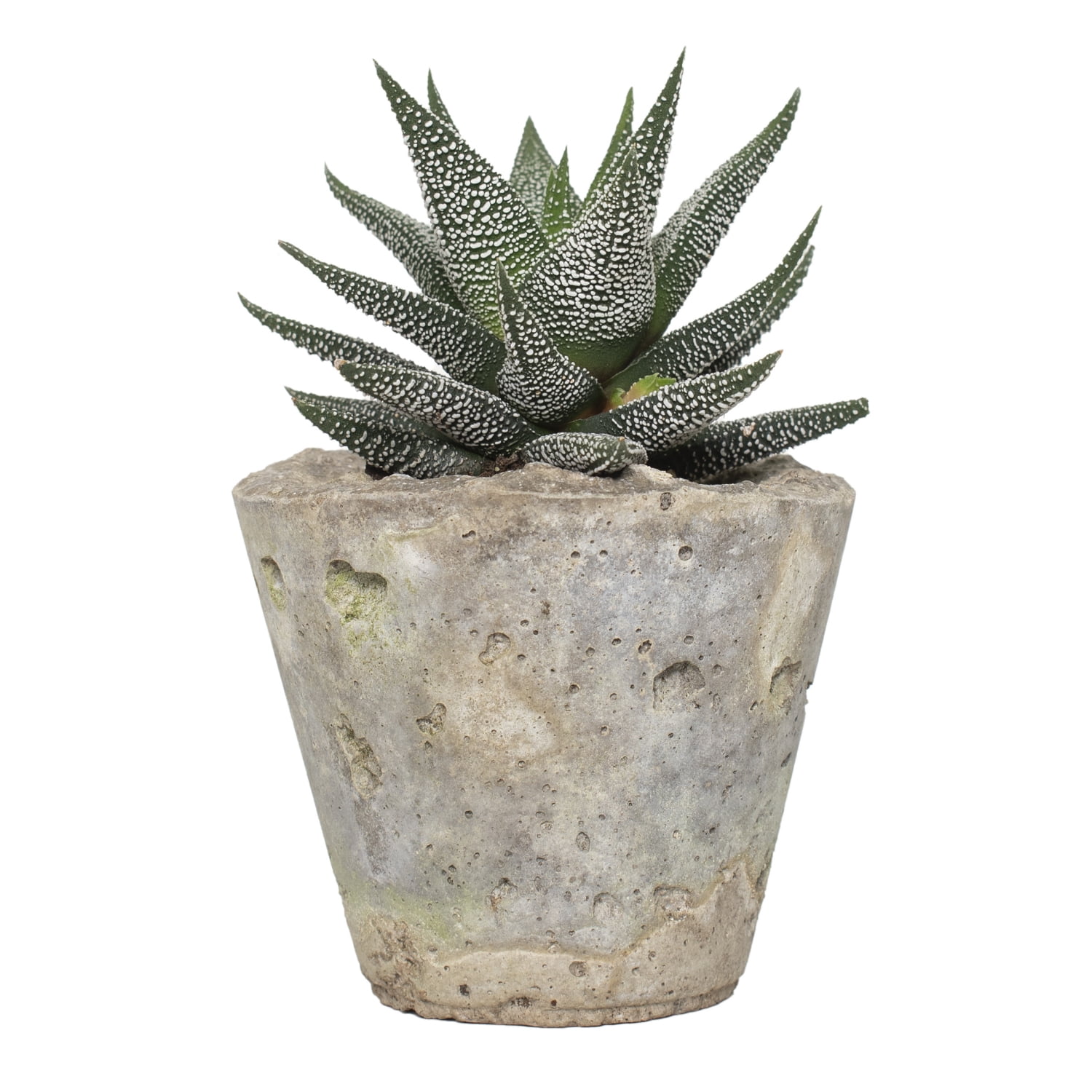 4 in. Haworthia in Decorative Stone Container