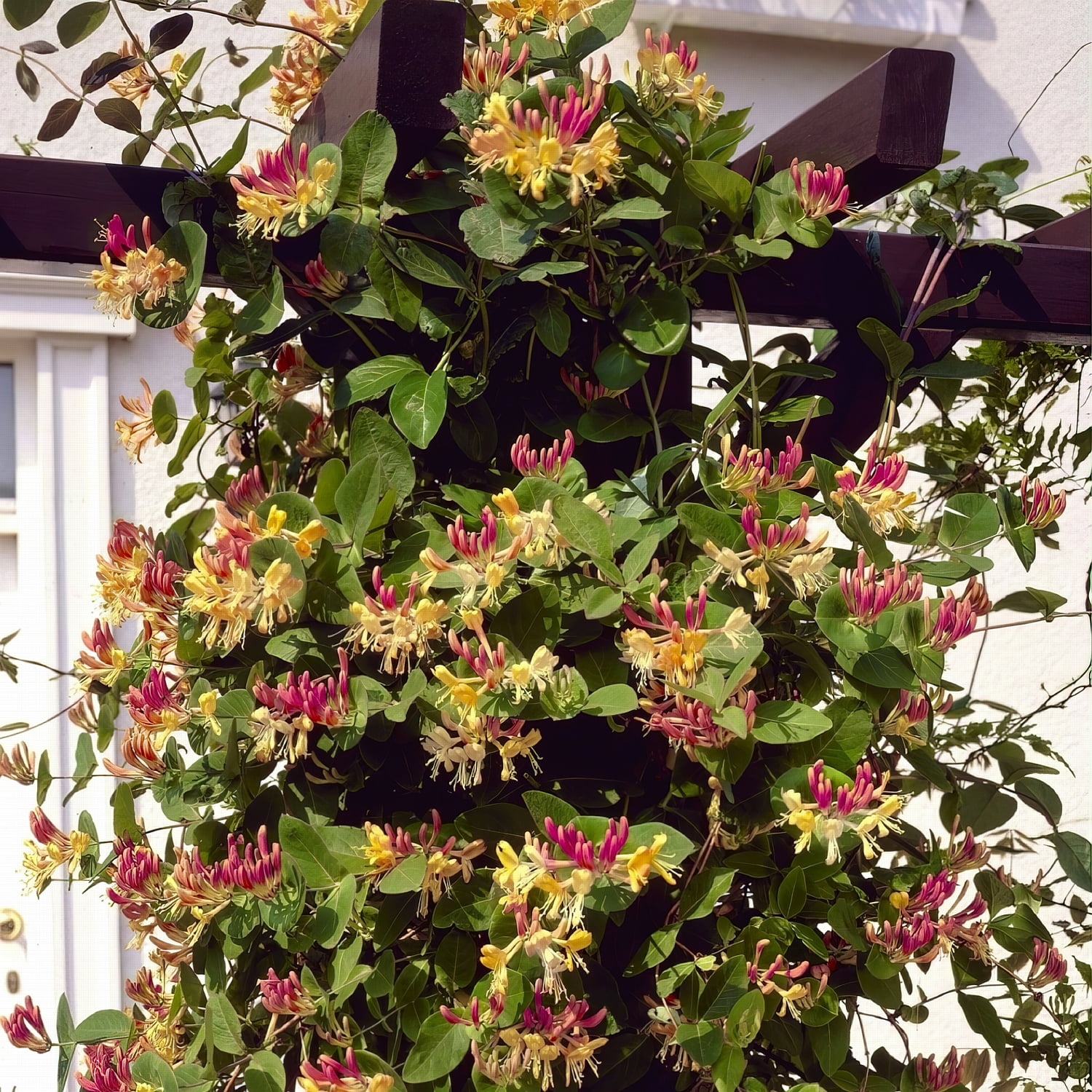 National Plant Network 4 in. Honeysuckle Peaches and Cream (3-Pack)