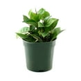 thumbnail image 1 of 4 in. Hoya Black Margin Plant in Grower Container (3-Pack), 1 of 9