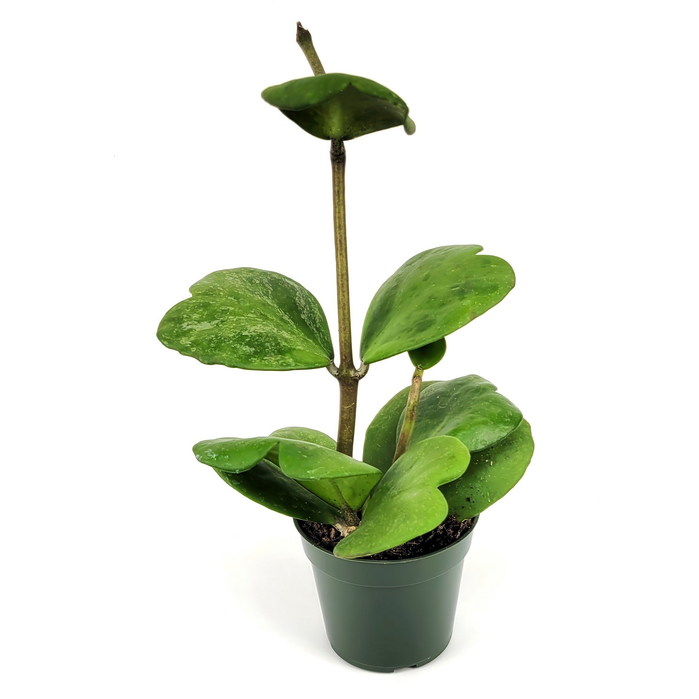 4 in. Hoya Kerri Heart Plant in Grower Container (3-Pack)