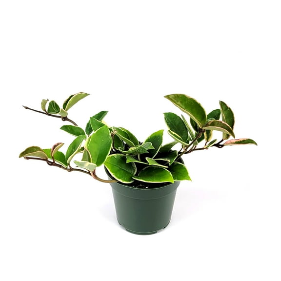 4 in. Hoya Krimson Queen Plant in Grower Container (3-Pack)