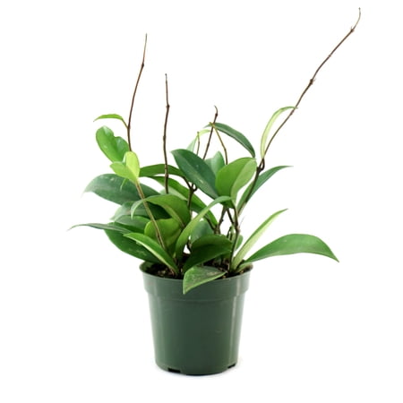 4 in. Hoya Pubicalyx Green Plant in Grower Container (3-Pack)