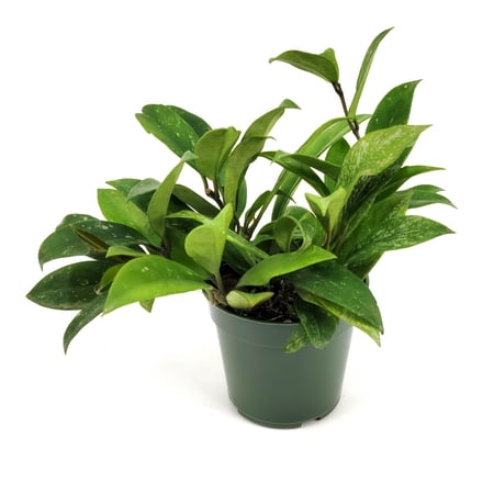 4 in. Hoya Pubicalyx Speckled Plant in Grower Container (3-Pack)