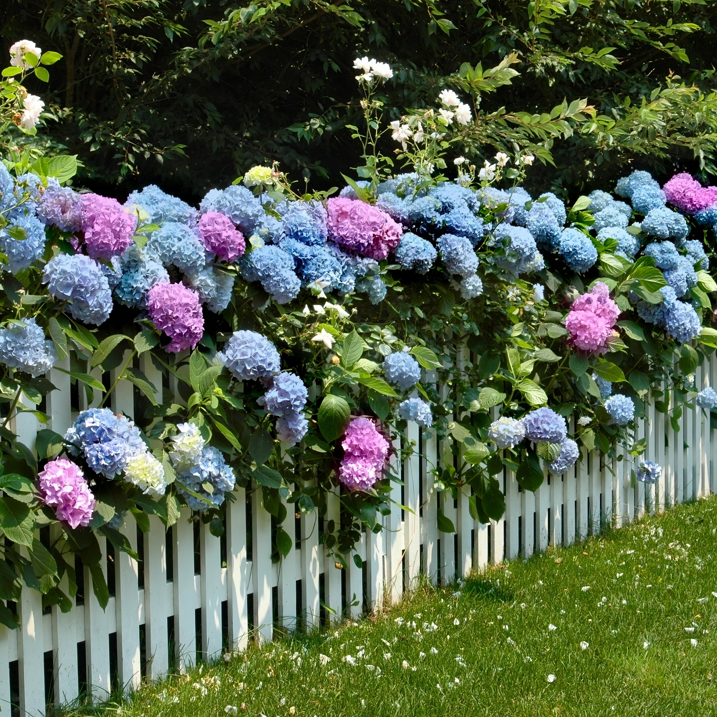 4 in. Hydrangea All summer Beauty Live Shrub with Blue and