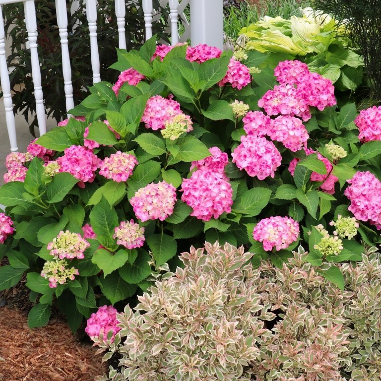 Hydrangea4937★★★　0308 Brook Miles: 