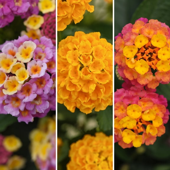 4 in. Lantana 3-N-1 Lucky Charm Live Annual Plant with Multicolor Flowers (3-Pack)
