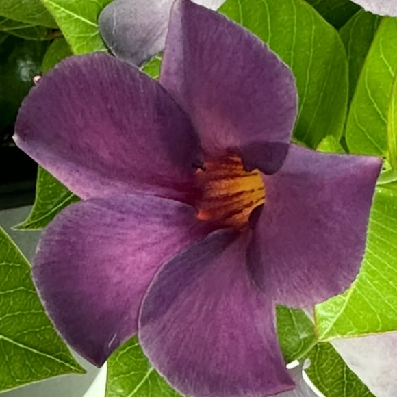 4 in. Mandevilla Bluephoria Summer Live Annual Plant with Blue Flowers (3-Pack)