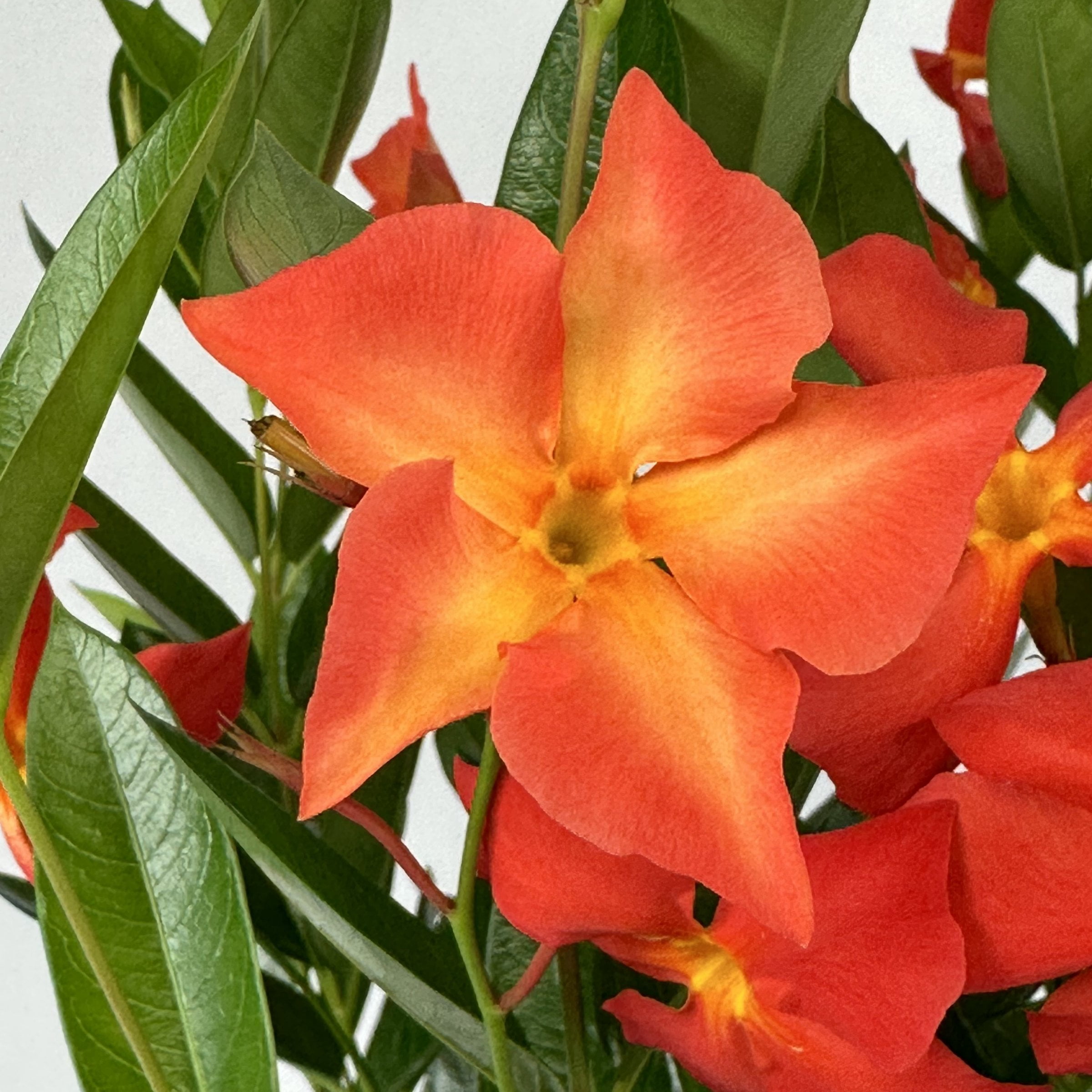 4 in. Mandevilla FiredUp Orange Live Annual Plant with Orange Flowers (3-Pack)