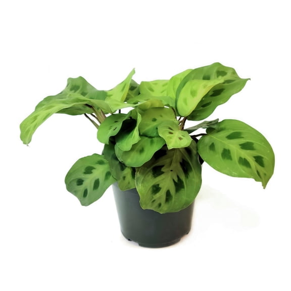4 in. Maranta Green Plant in Grower Container (3-Pack)