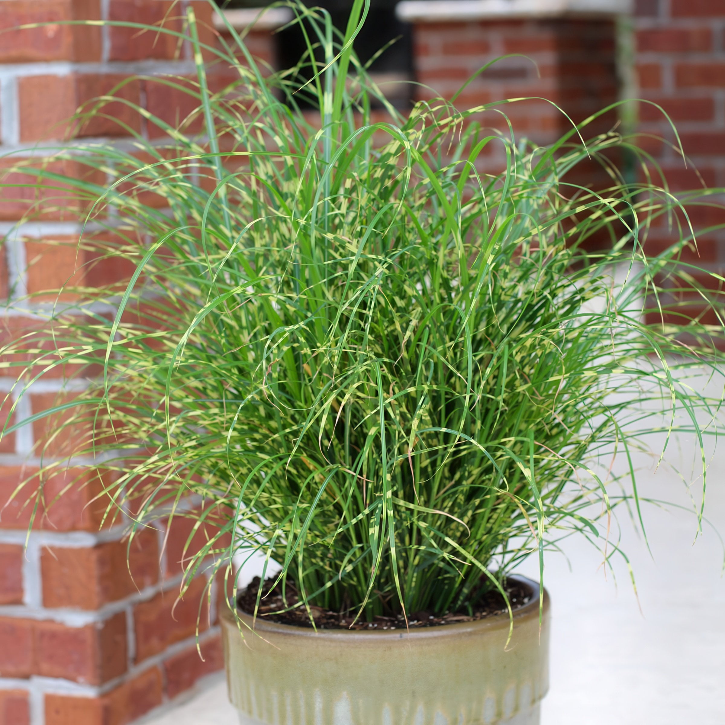 4 in. Miscanthus Bandwidth Dwarf Maiden Live Ornamental Grass (3-Pack)