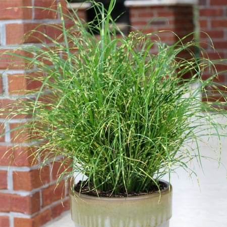 4 in. Miscanthus Bandwidth Dwarf Maiden Live Ornamental Grass (3-Pack)