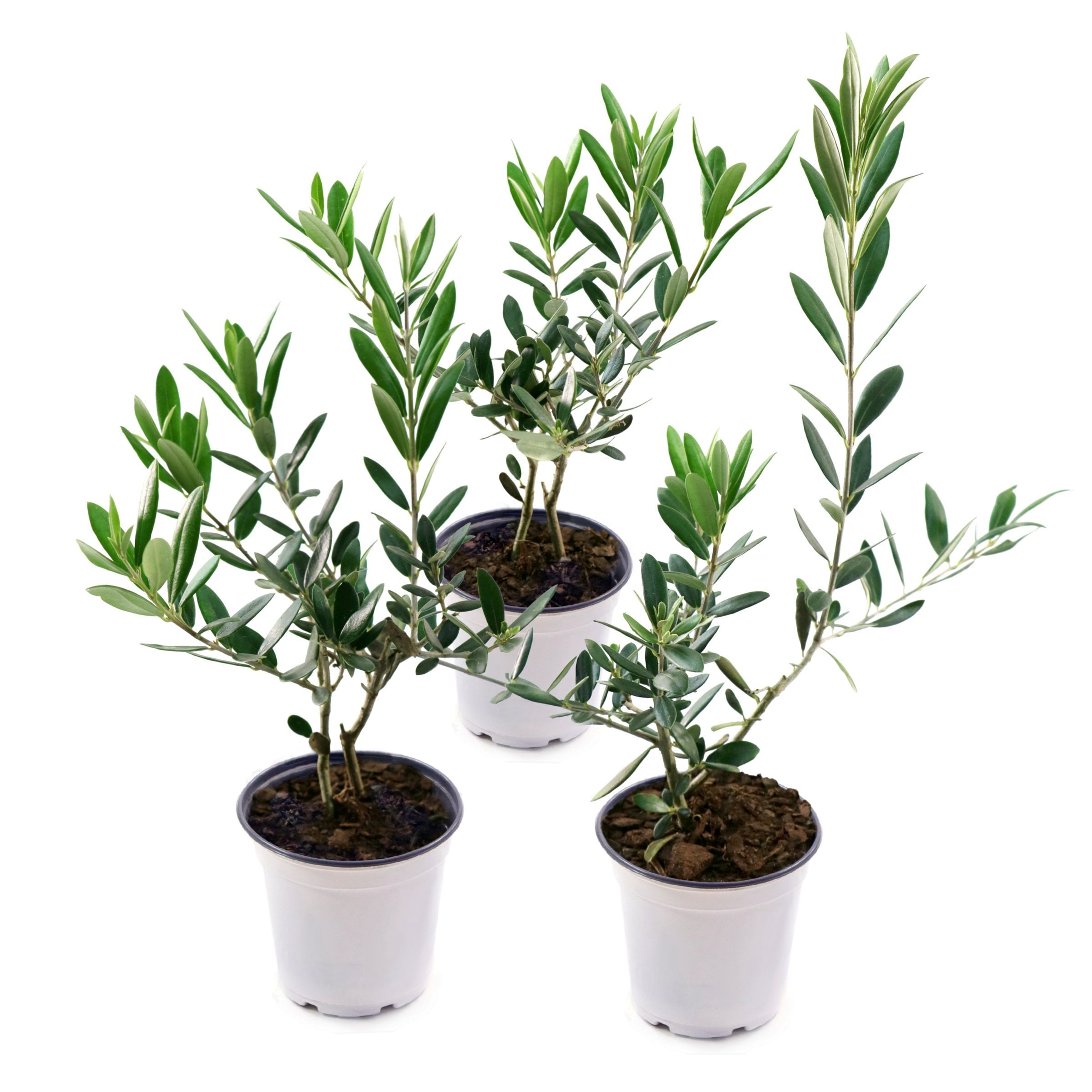 National Plant Network 4 in. Olive Tree (3-Pack)