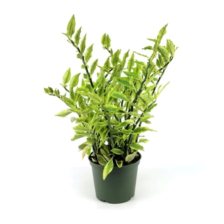 4 in. Pedilanthus Tithymaloides Variegated Plant in Grower Container (3-Pack)