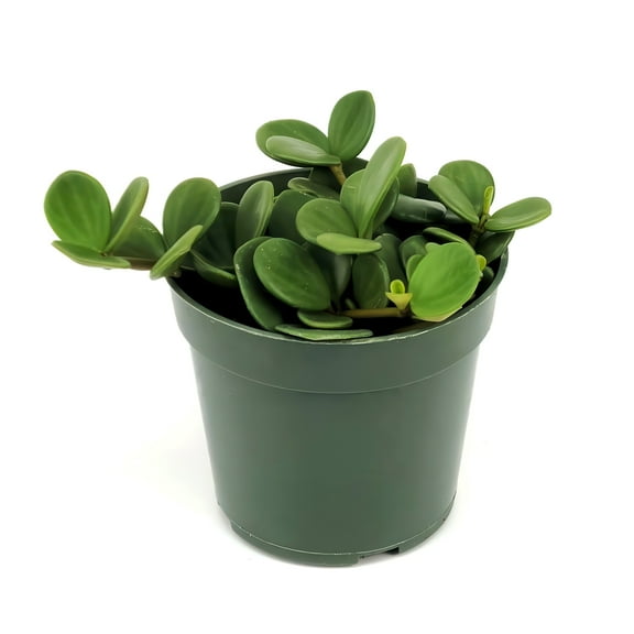 4 in. Peperomia Nevada Happy Bean Plant in Grower Container