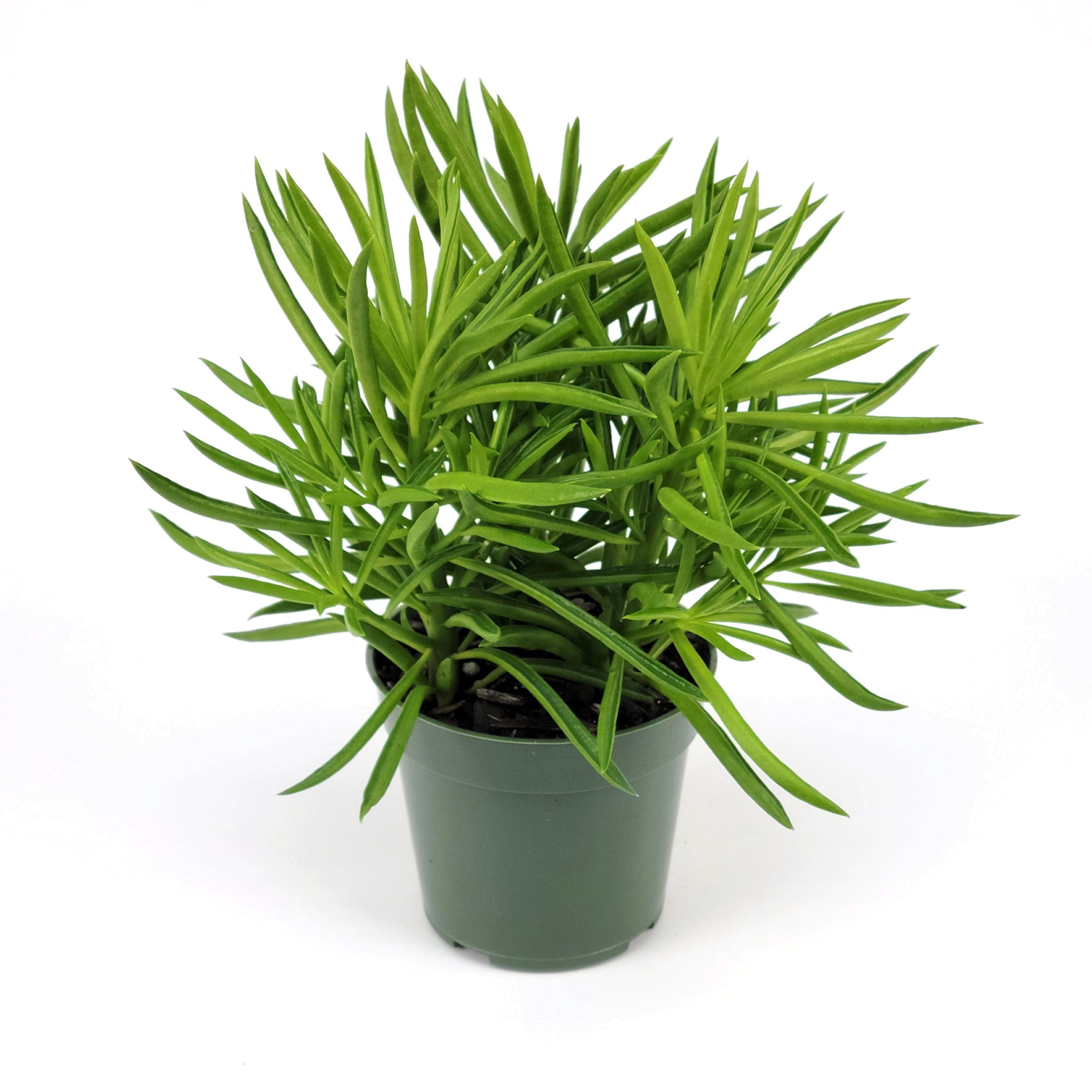 4 in. Peperomia Nevada Happy Bean Plant in Grower Container