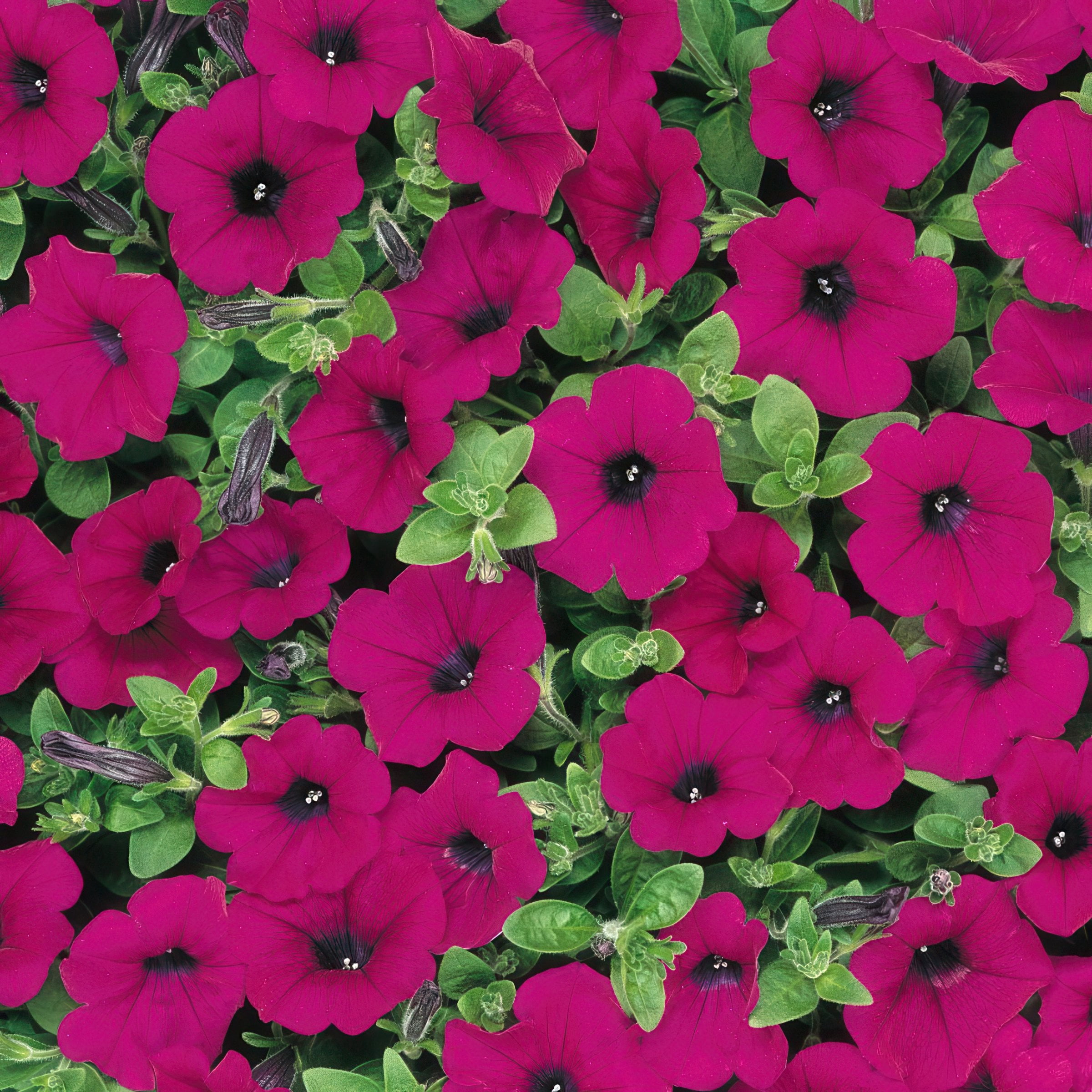 4 in. Petunia Wave Purple Classic Live Annual Plant with Purple Flowers (3-Pack)