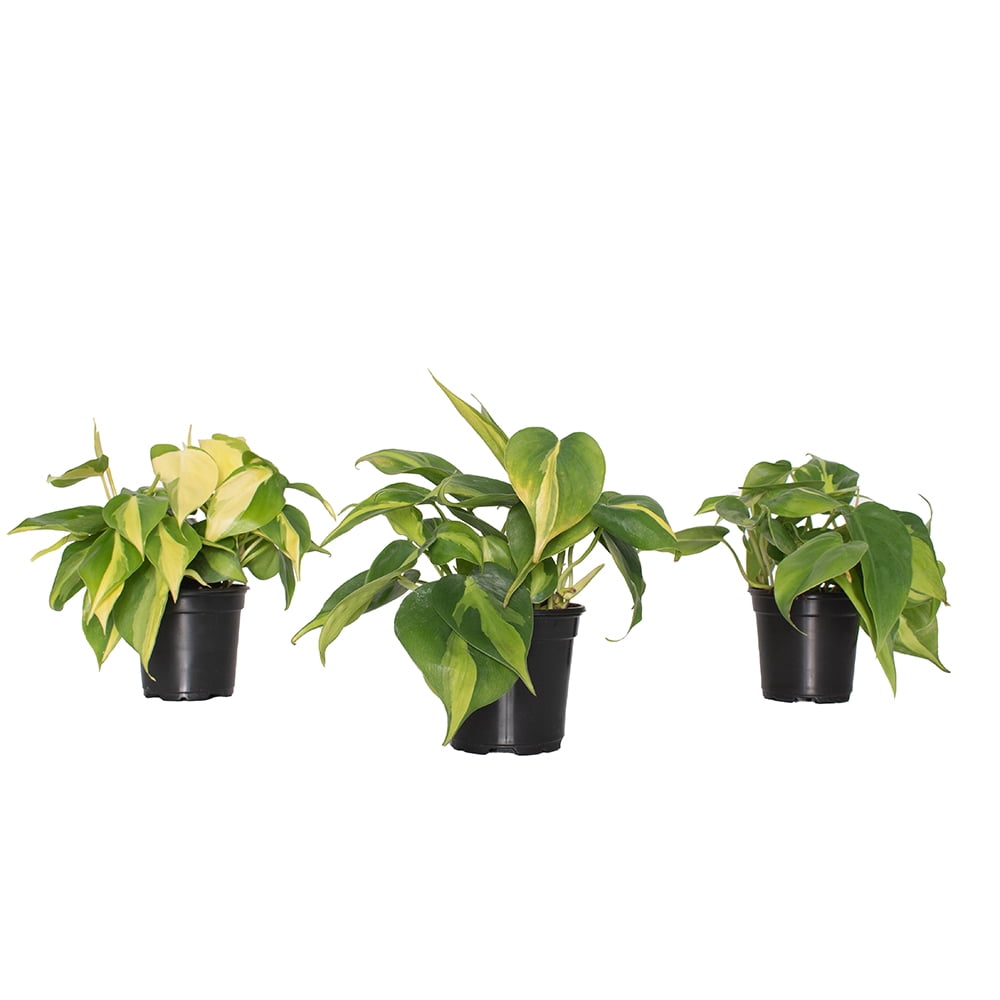 4 in. Philodendron Brasil Live Houseplant with Bright Indirect Sunlight - 3 Piece