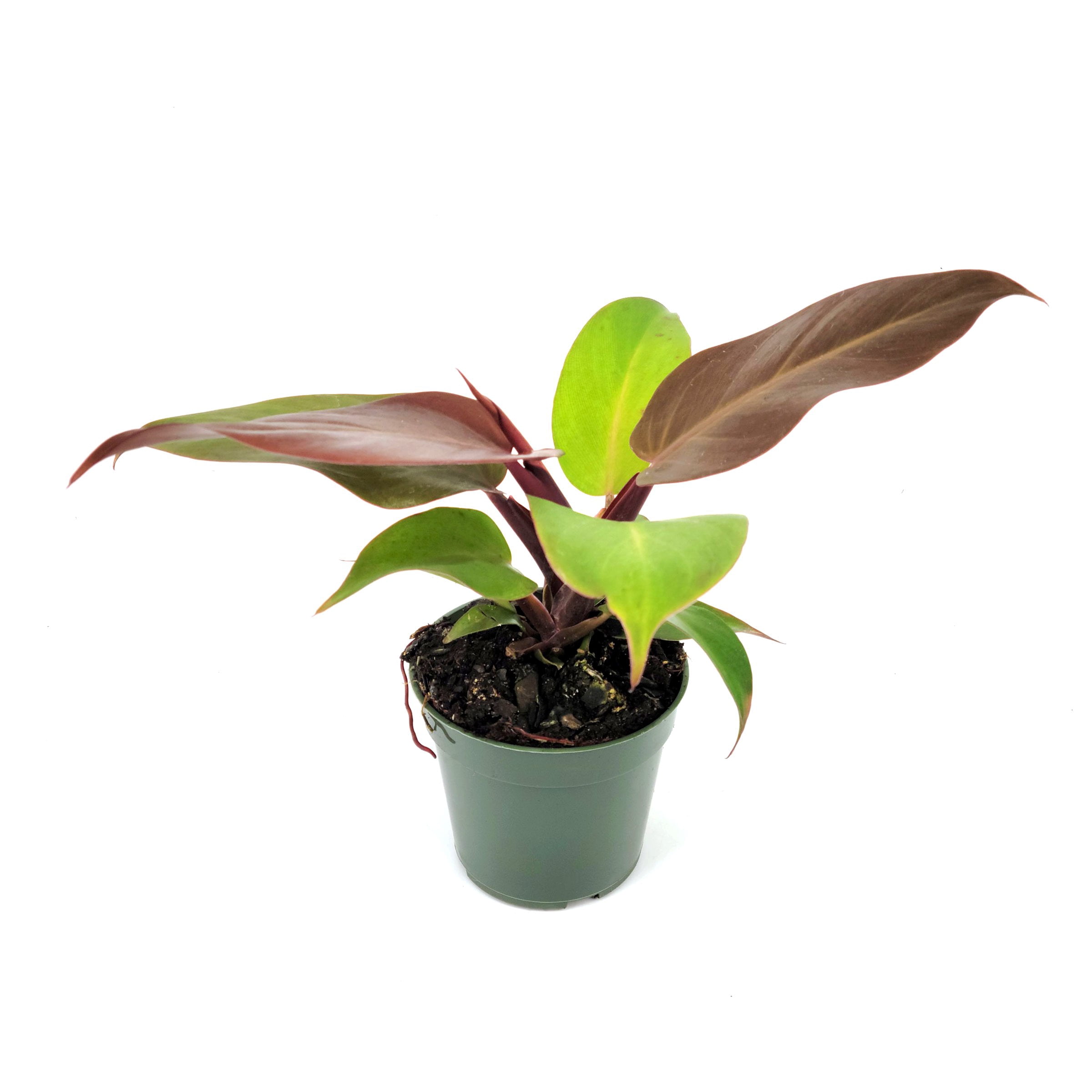 4 in. Philodendron McColley's Finale Plant in Grower Container (3-Pack)