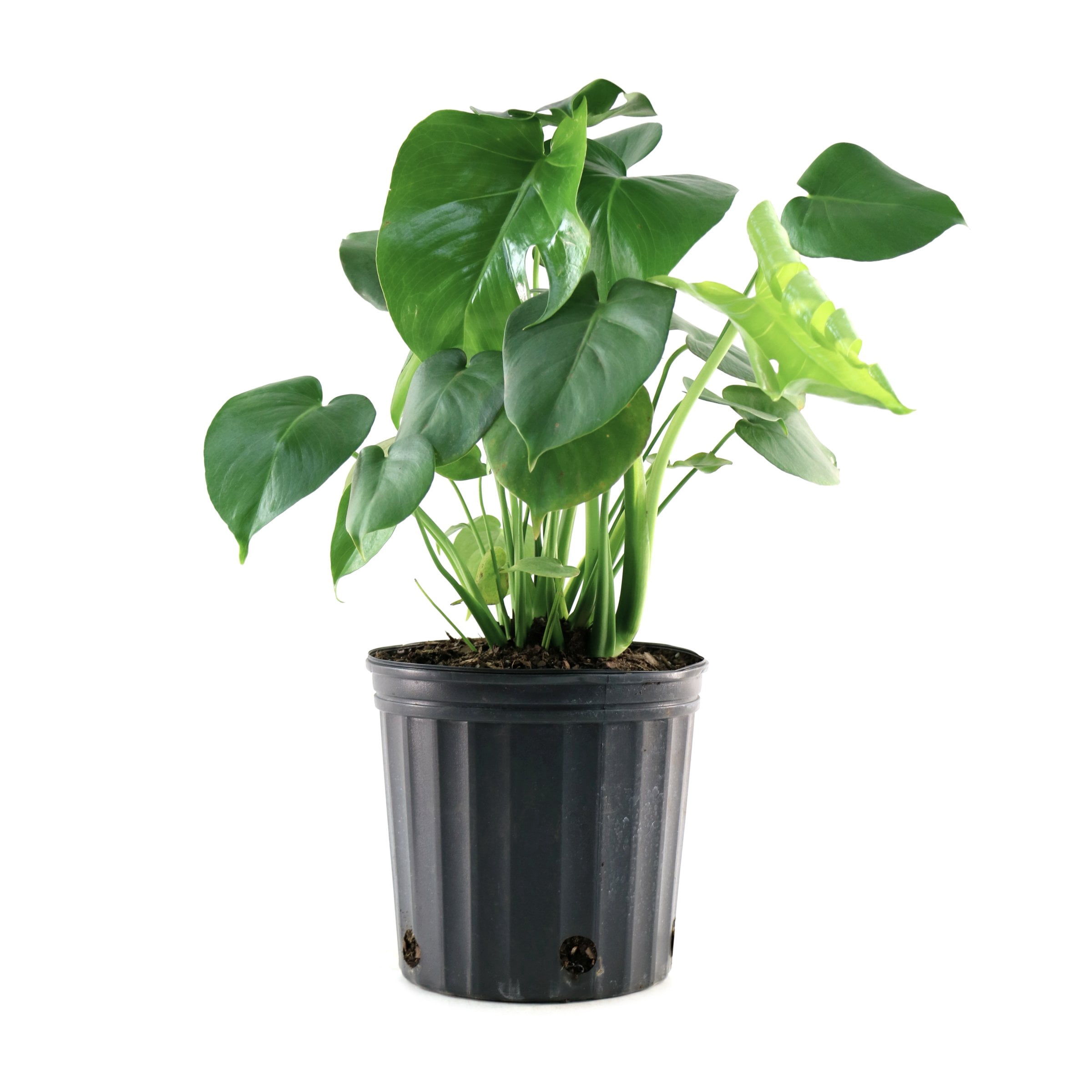 4 in. Philodendron Monstera Thai Constellation Plant in Grower Container