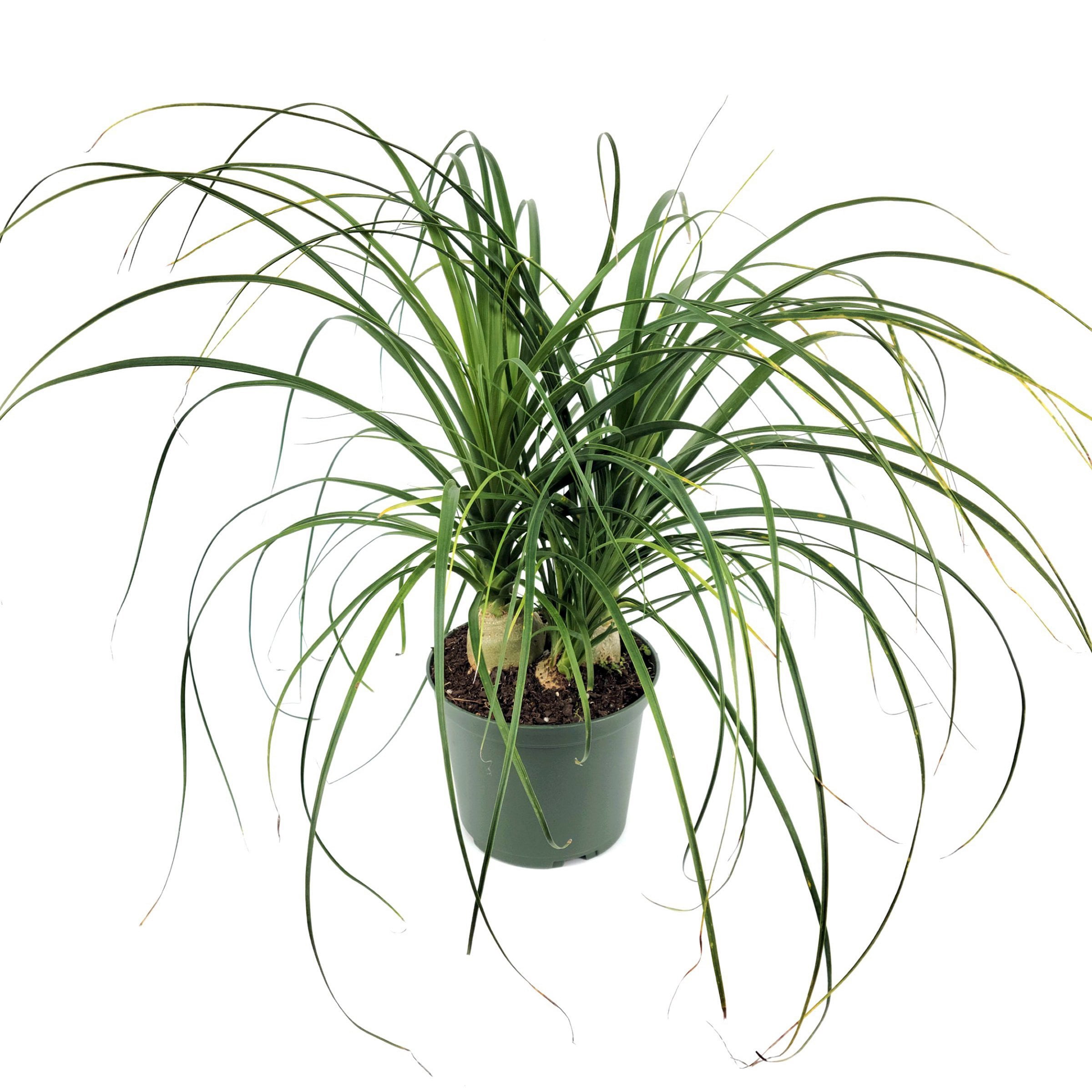4 in. Ponytail Palm Plant in Grower Container (3-Pack)