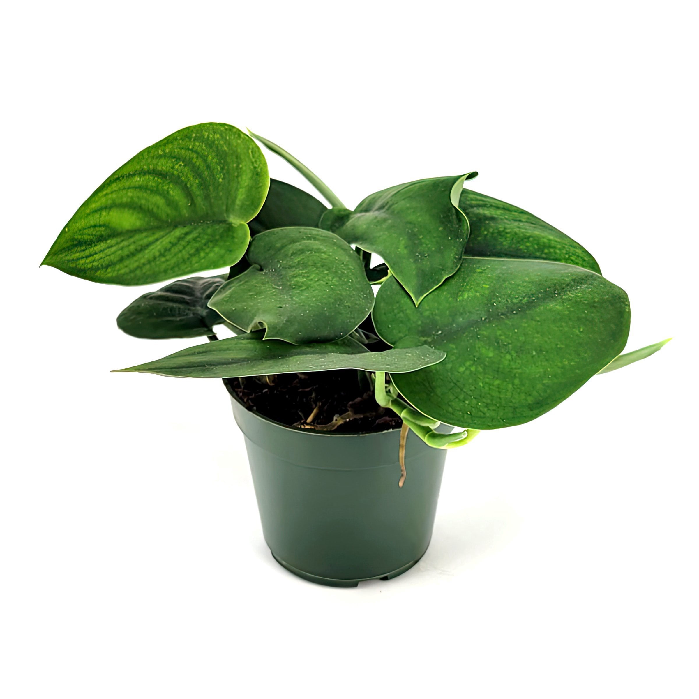 4 in. Pothos Jade Satin Plant in Grower Container - Walmart.com