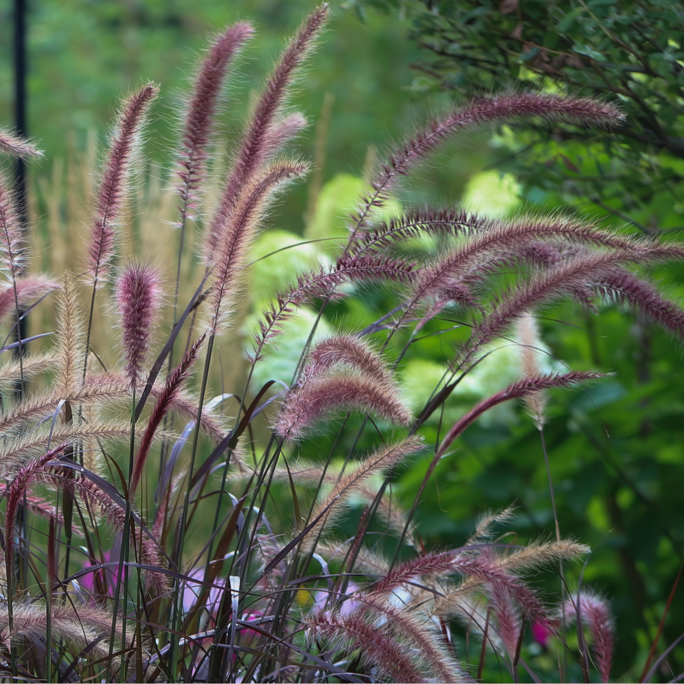 National Plant Network 4 in. Purple Fountain Live Ornamental Grass (3-Pack)