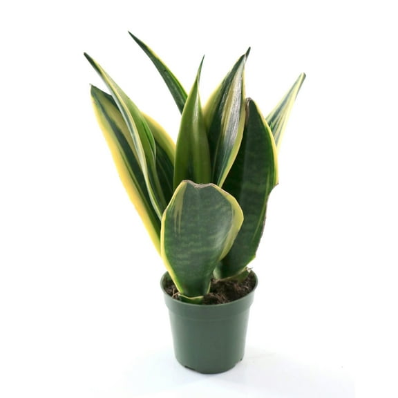 4 in. Sansevieria Gold Flame Plant in Grower Container (3-Pack)