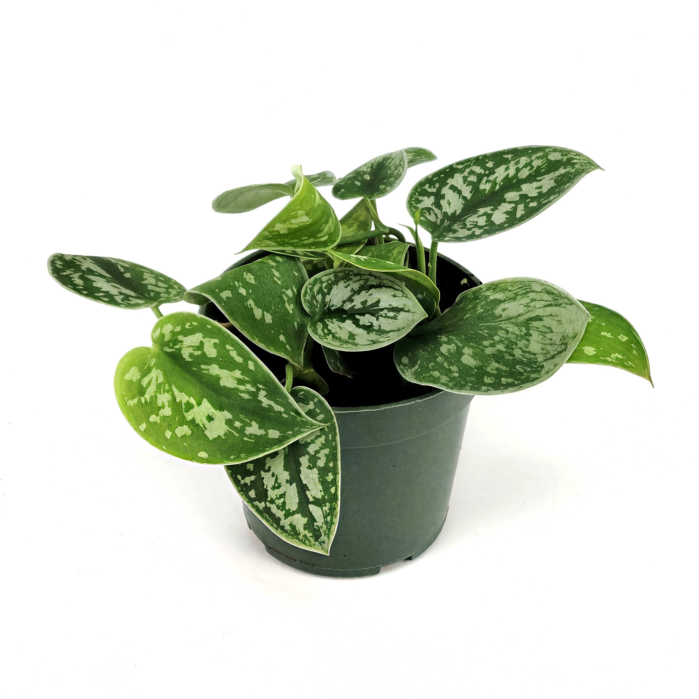 4 in. Scindapsus Pictus Satin Pothos Plant in Grower Container (3-Pack)