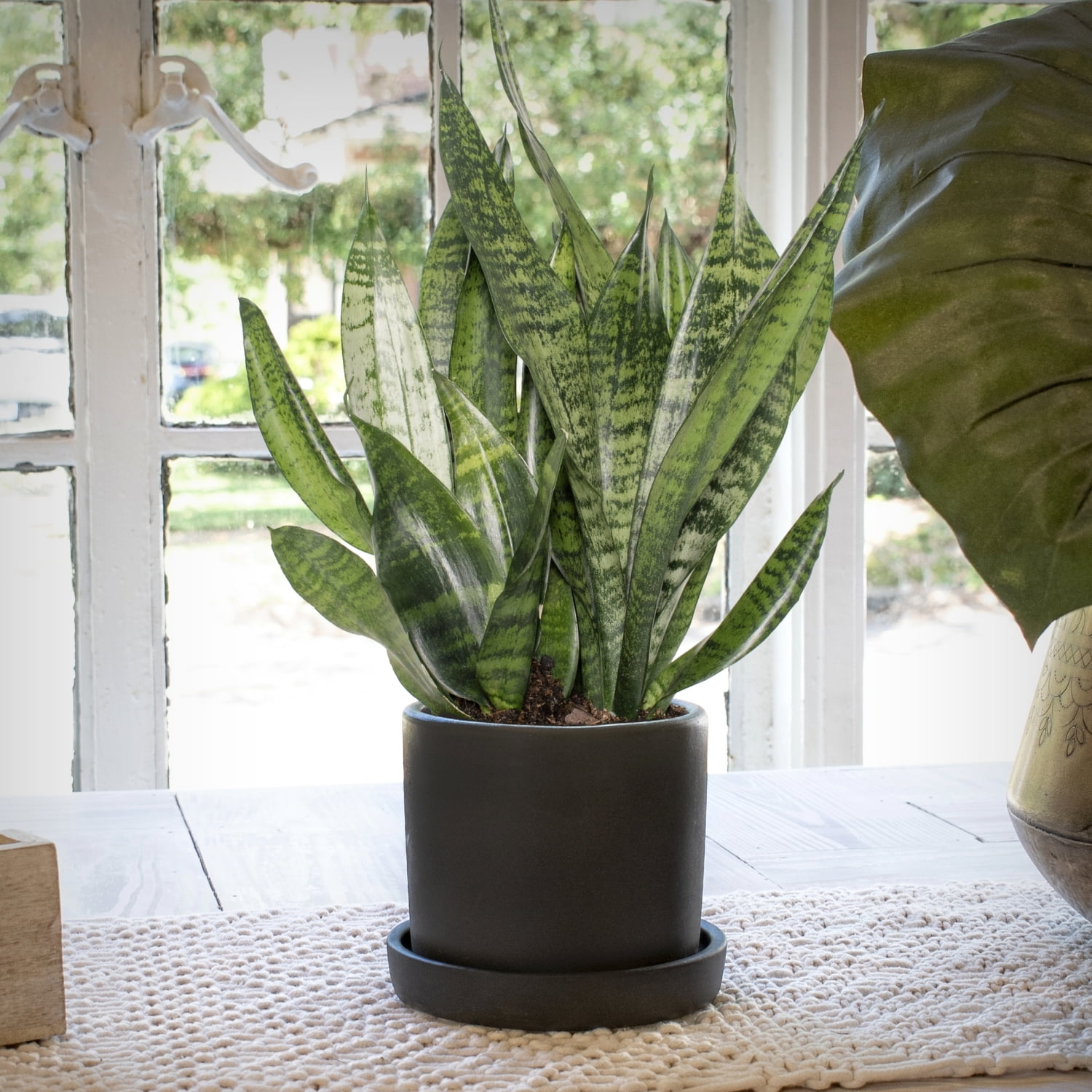 4 in. Snake Plant Zeylanica Live Houseplant with Indirect Sun (3-Pack)