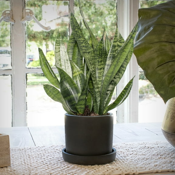 4 in. Snake Plant Zeylanica Live Houseplant with Indirect Sun (3-Pack)