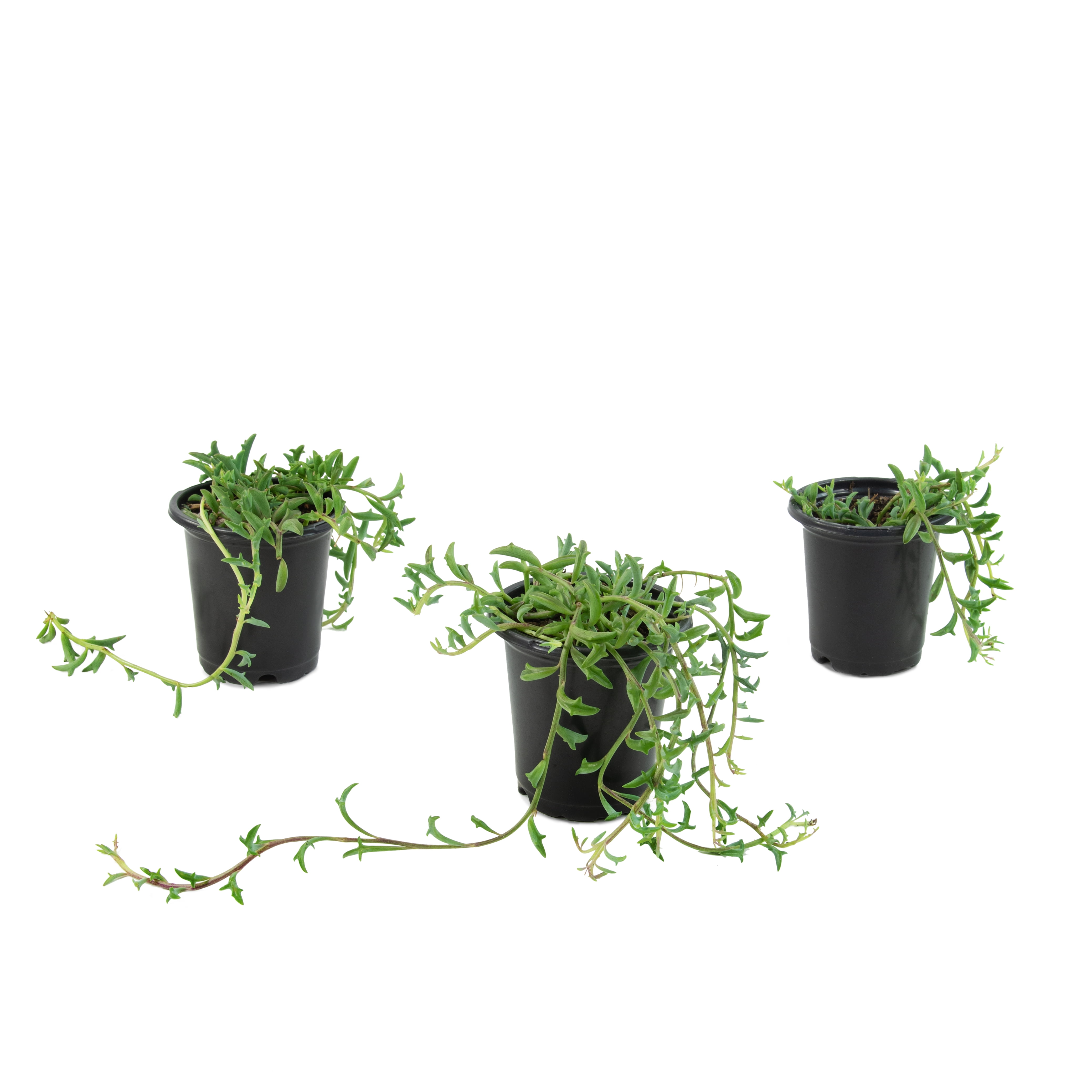 4 in String of Dolphins Live Houseplant with Bright Indirect Sunlight - 3 Piece