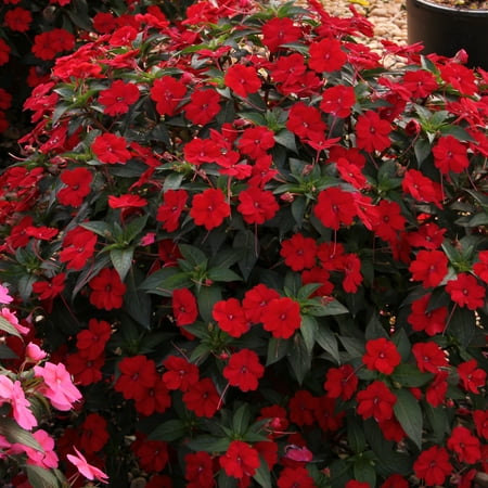 4 in. Sunpatiens® 'Compact Fire Red' Live Annual with Full Sunlight - 4 Piece