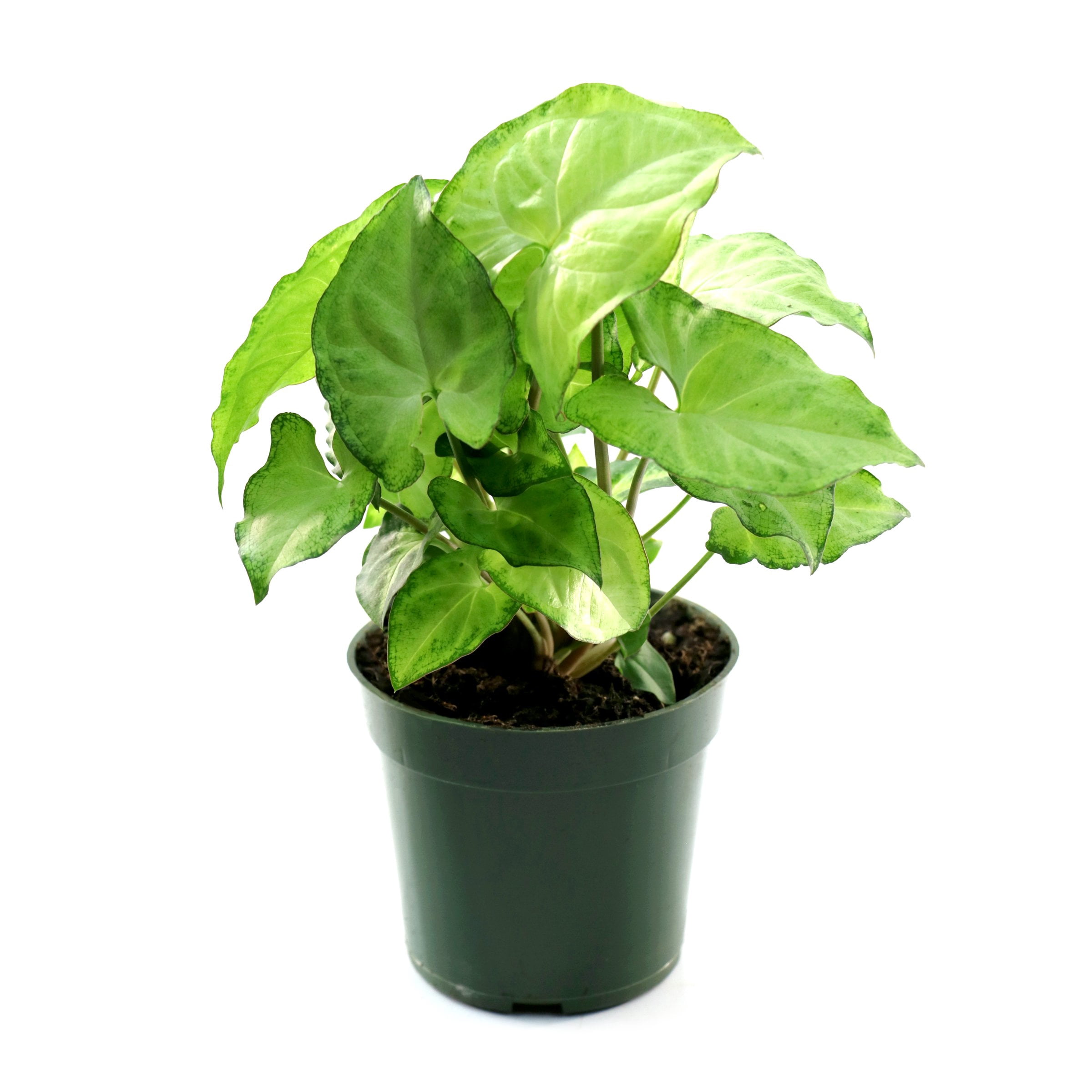 4 in. Syngonium Holly Plant in Grower Container (3-Pack)