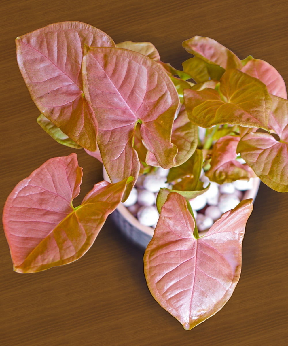 Syngonium Neon Robusta Pink Foliage Indoor/Outdoor Plant in Black Plastic Container