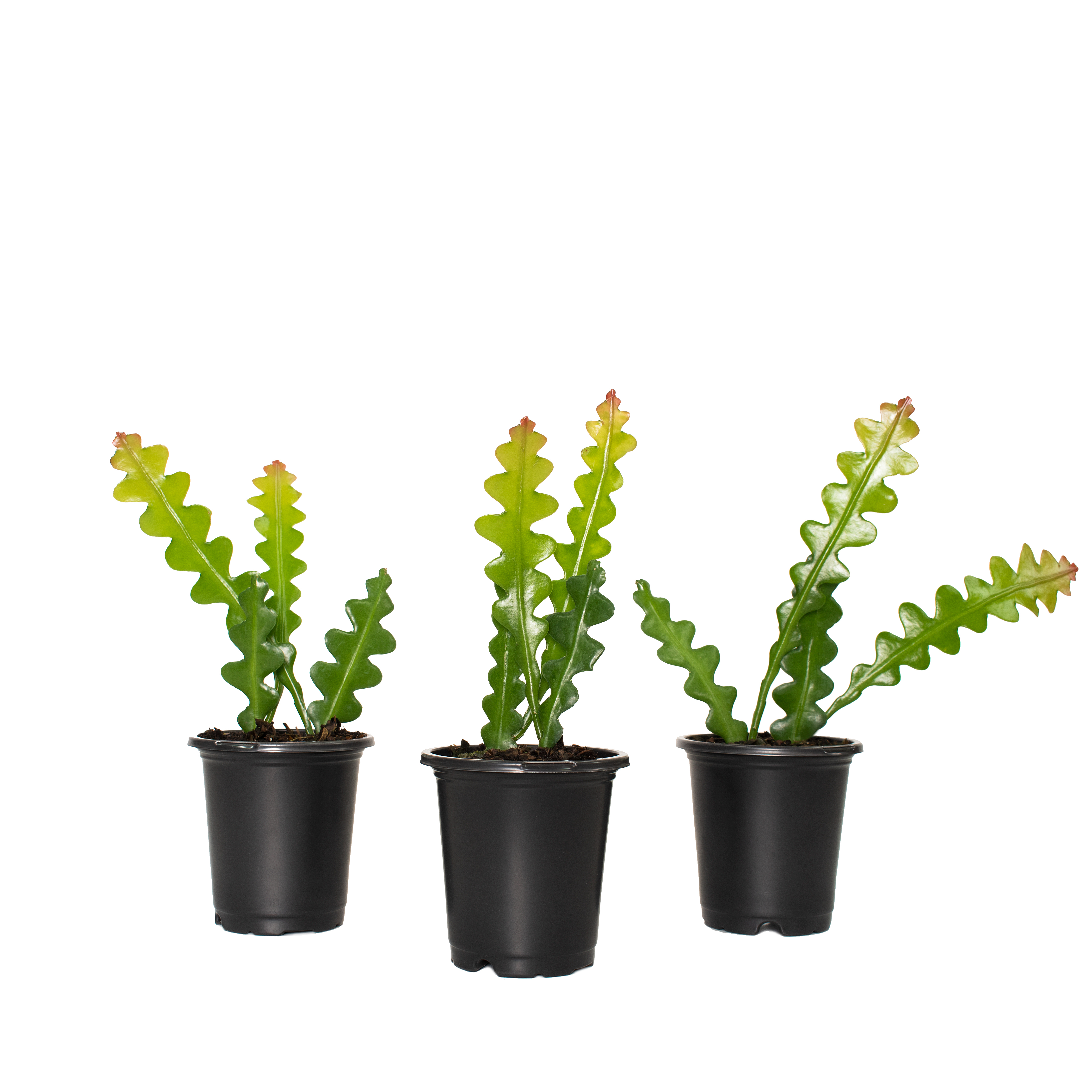 Cactus✩ 4 in. Zig Zag Cactus Live Houseplant with Bright Indirect Light