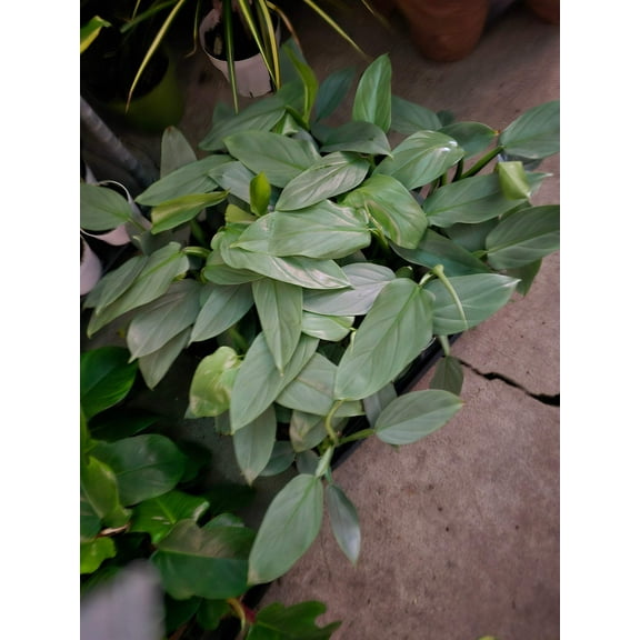 4 inch Pot - Philodendron Silver Sword (Philodendron Hastatum)- Get similar to the picture