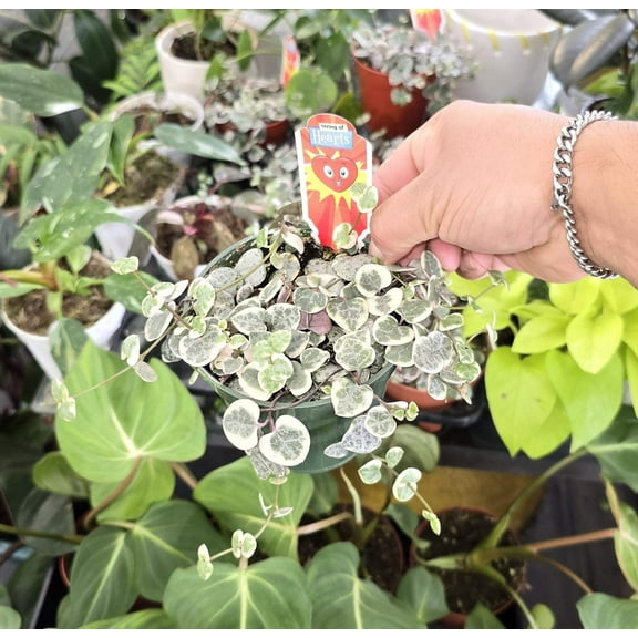 Variegated String of Hearts Live Plant, 4-Inch Pot