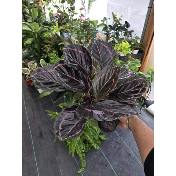 4 inch Pot - plant Calathea Dottie Prayer Plant - Calathea 'Dottie' - Black and Purple indoor - Get similar (picture of a 6")
