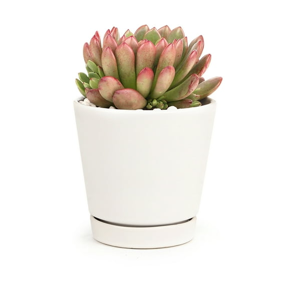 4 inch White Minimalist Pot with Saucer - Pot for Houseplants and Succulents - Modern Minimalist Pot - Pot with Saucer and Drainage Hole
