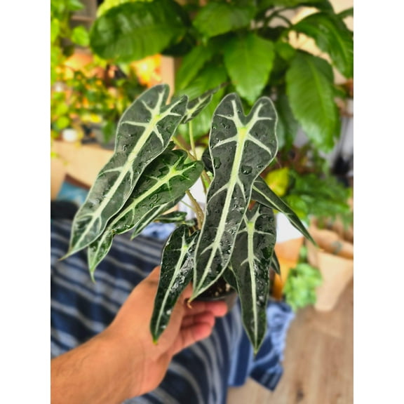 4 inch pot - Bambino Alocasia Fancy House Plant Easy Care