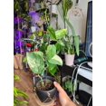 thumbnail image 1 of 4 inch pot- Scindapsus Jade Satin Pothos Rare Find collection Item - Exact Plant Sep 11, 2024, 1 of 3