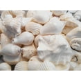 thumbnail image 1 of 4 lbs (about a Gallon) of Large White Wedding Shell Mix Seashells Beach Cottage Wedding Decor, 1 of 4