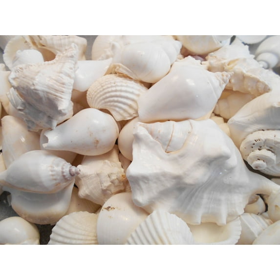 4 lbs (about a Gallon) of Large White Wedding Shell Mix Seashells Beach Cottage Wedding Decor
